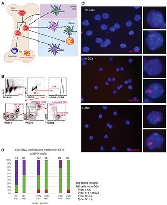 Diversity of Epigenetic Features of the Inactive X-Chromosome in NK Cells, Dendritic Cells, and Macrophages